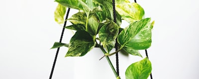 国际足联考察团视察美加墨世界杯场馆建设进度